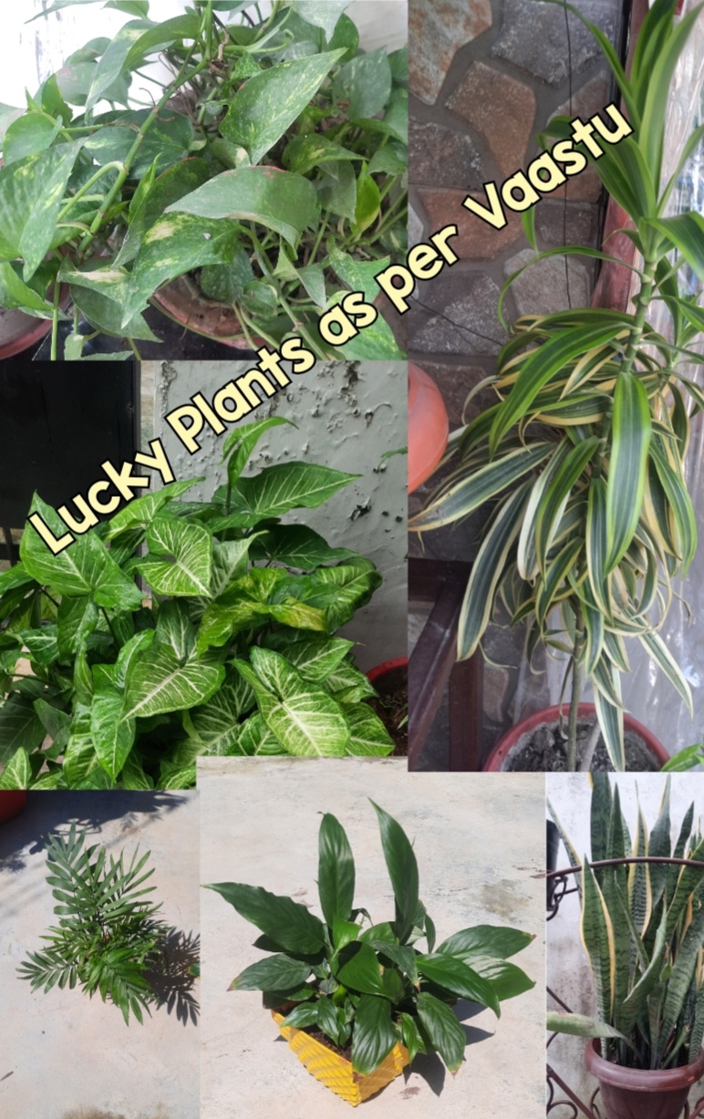 Boost Your Luck with 7 Vaastu-Recommended Plants for Your Home/Office